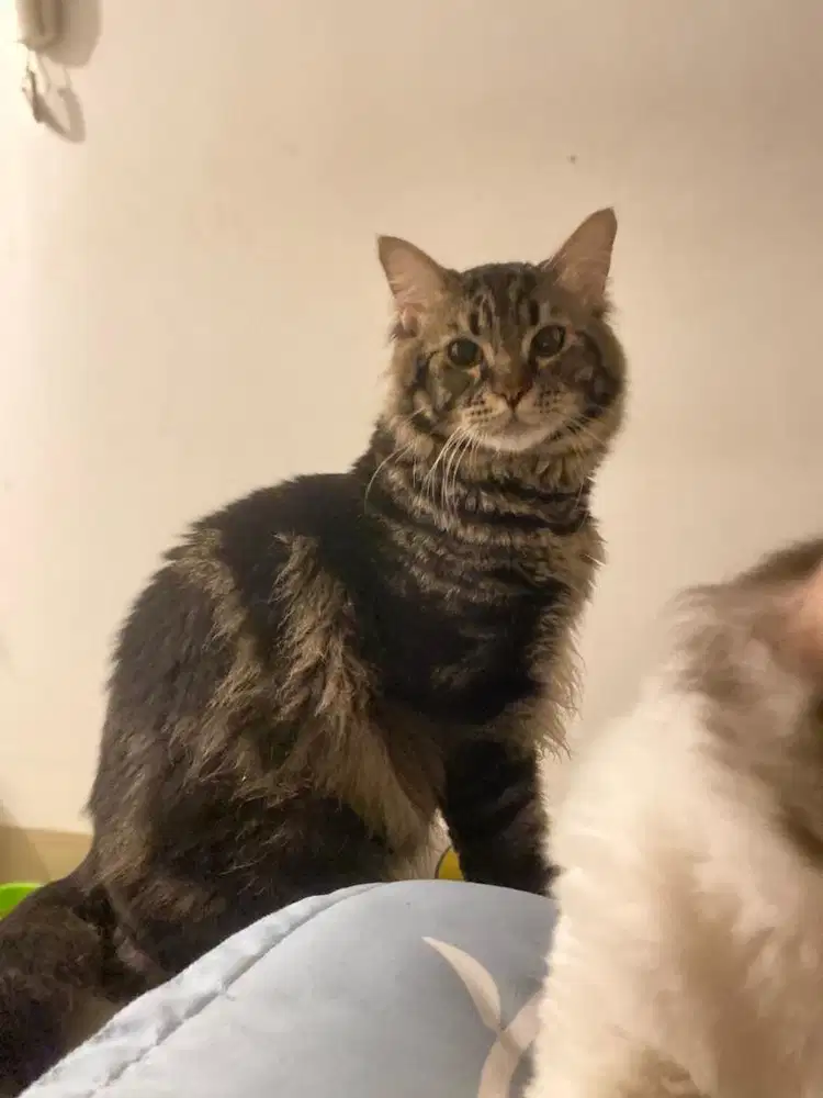 Open adopsi kitten