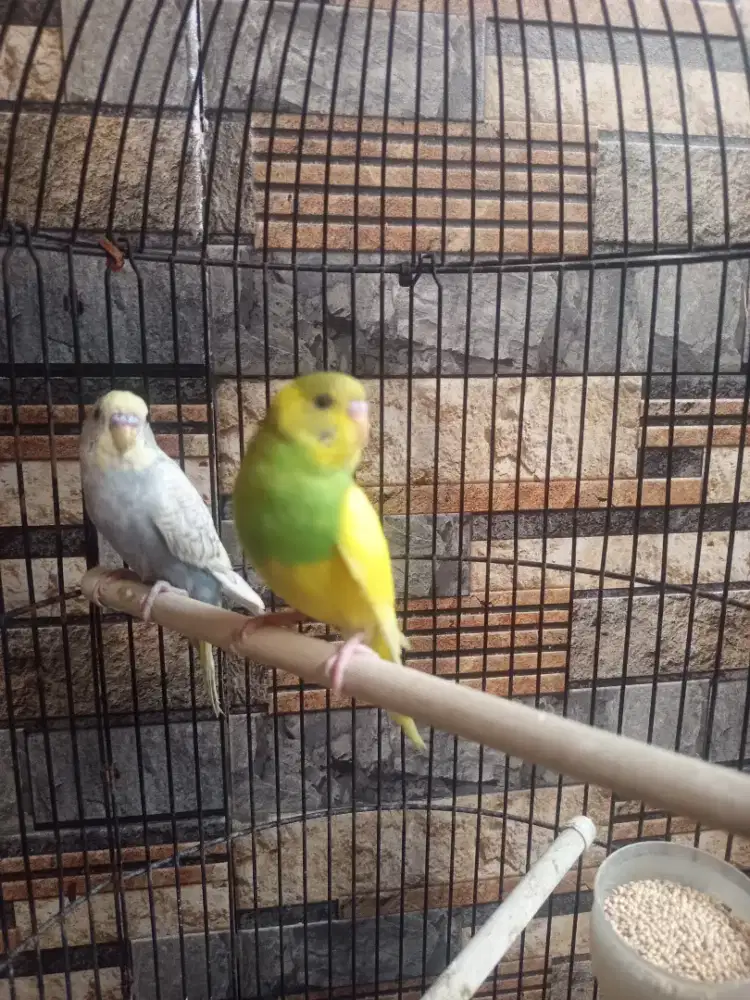 Parkit remaja lokal & mutasi spangke