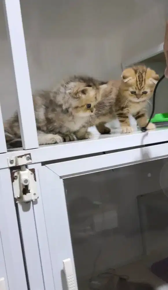 Scottish fold betina