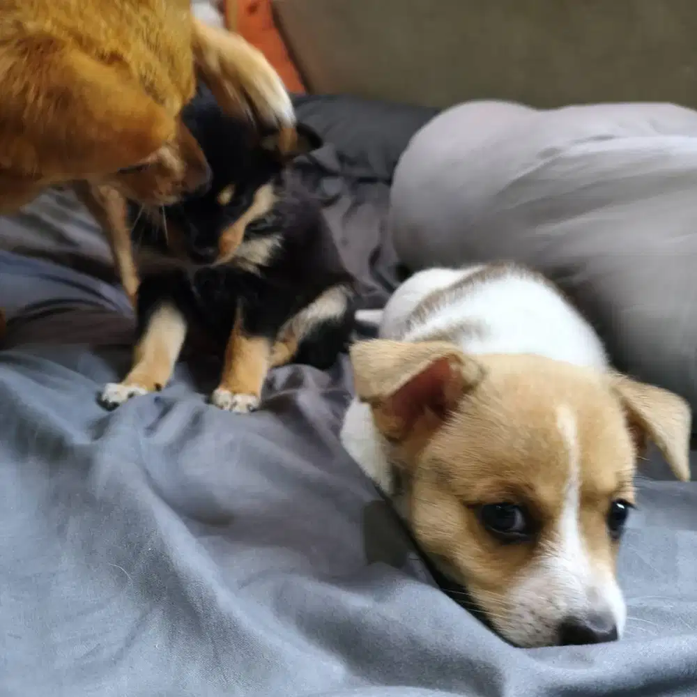 Jual anjing chihuahua mix umur 1 bulan 2 minggu cow cew lucu lucu