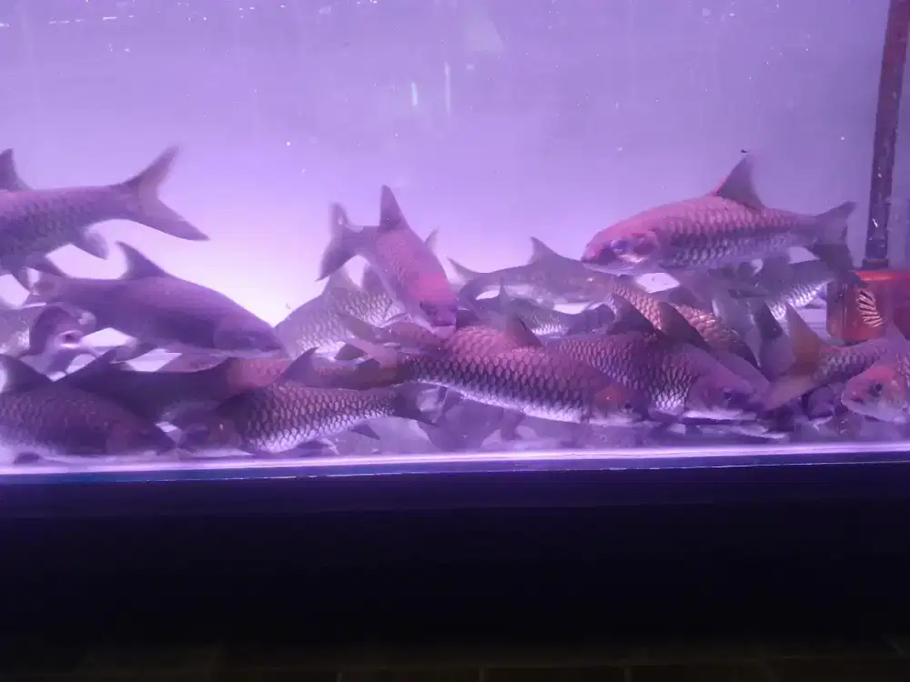 Ikan hias dewa  mahseer