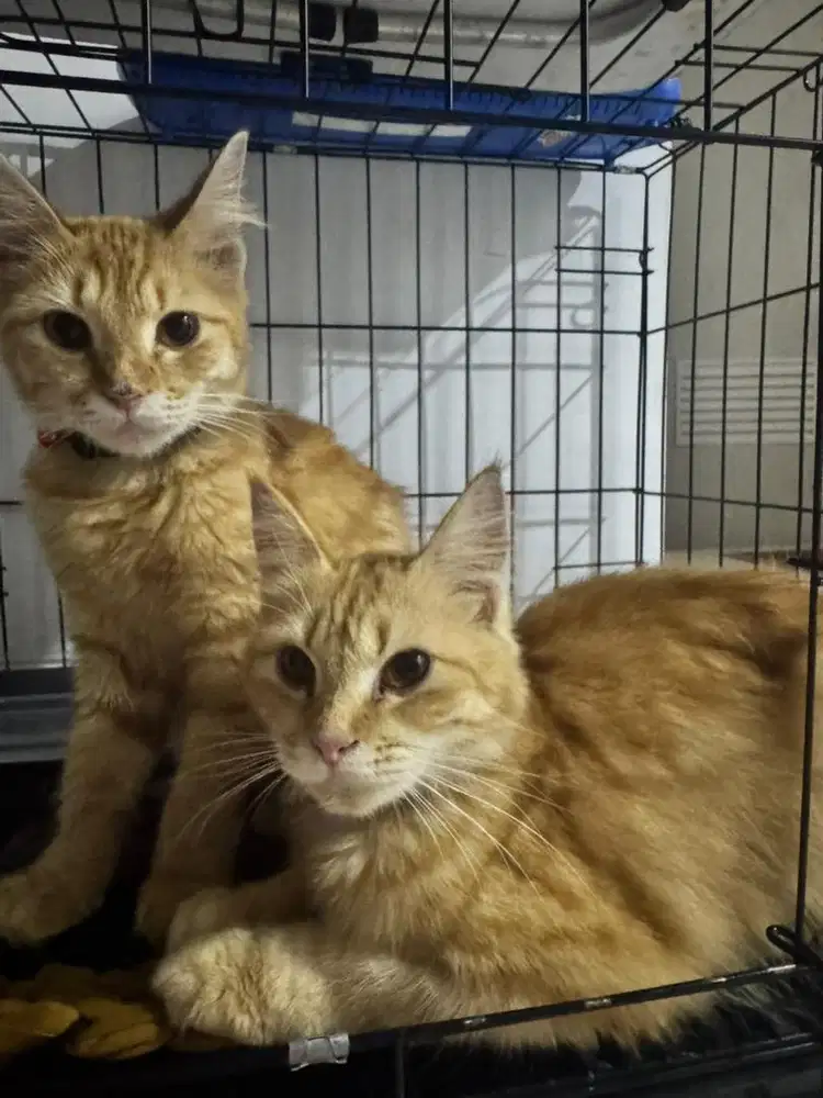 Dijual Dua Ekor Kucing Betina