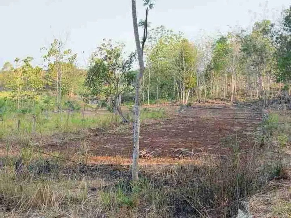 Jual Tanah subur pinggir sungai oyo bejiharjo karangmojo Gunungkidul kawasan wisata Goa Pindul murah