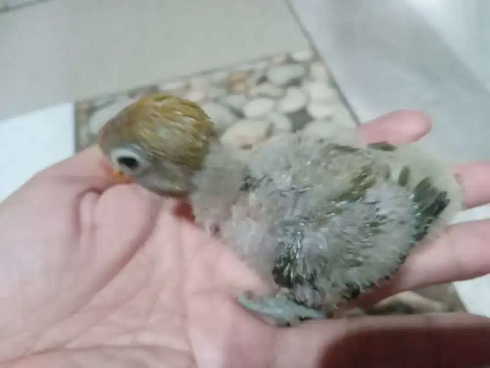 LOVEBIRD LOLOHAN 40 HARI