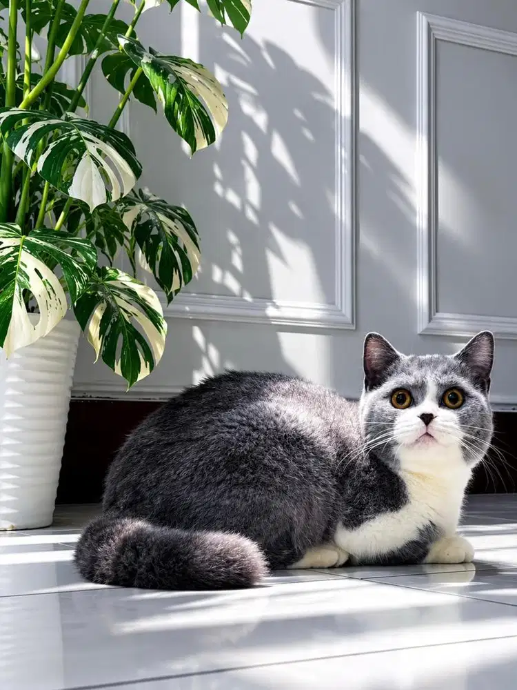 Kucing brittish shorthair bsh bicolor blue pedigree