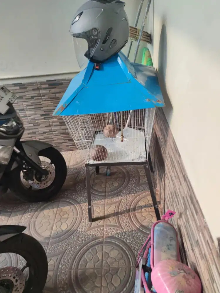 Kandang burung beo/jalak/ayam
