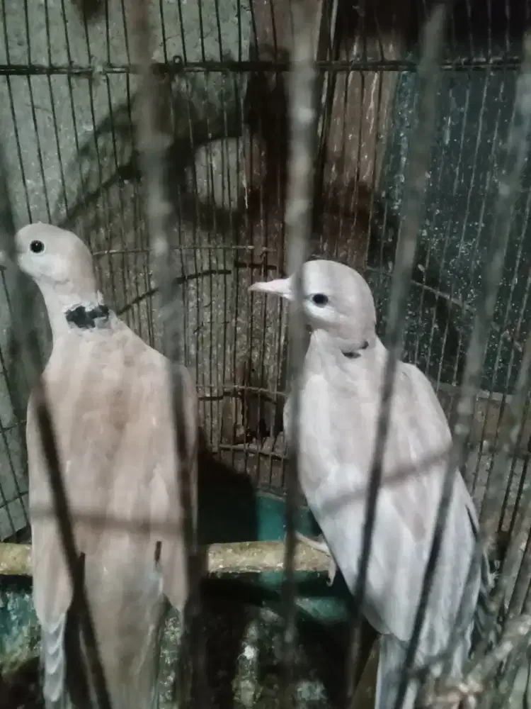 PUTER PELUNG BETINA & ANAKAN