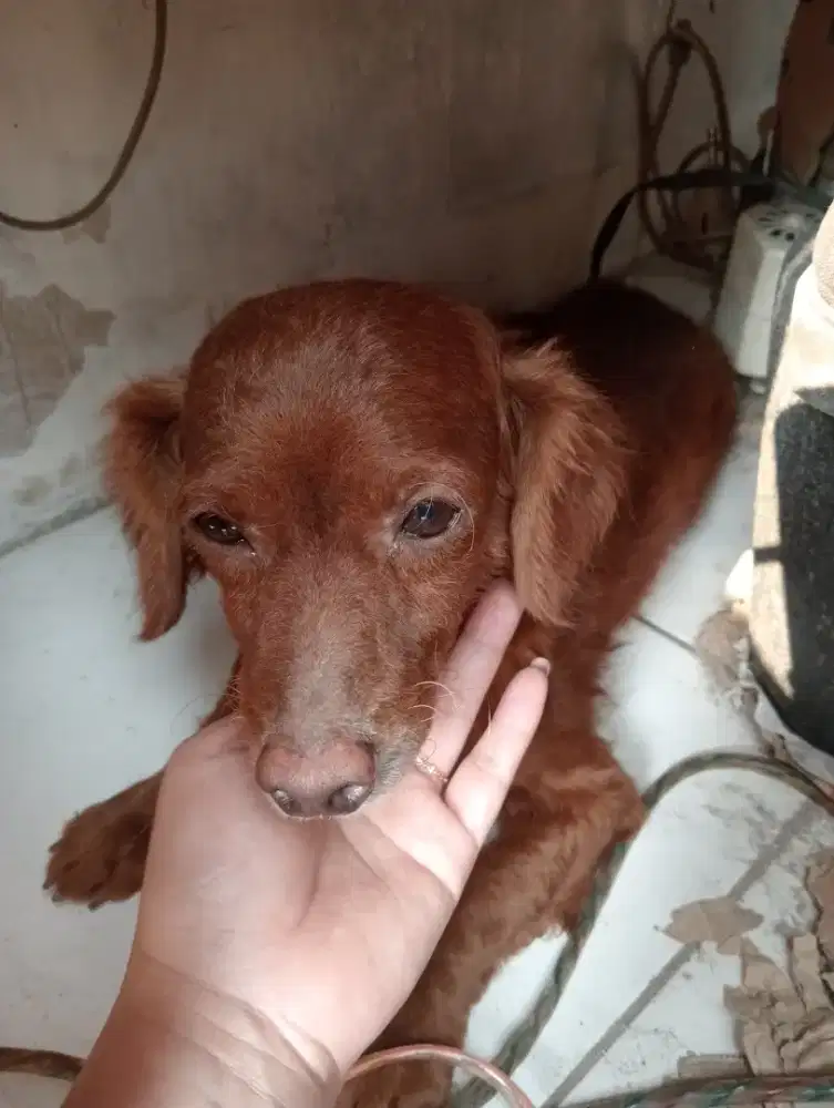 Anjing pudell jantan