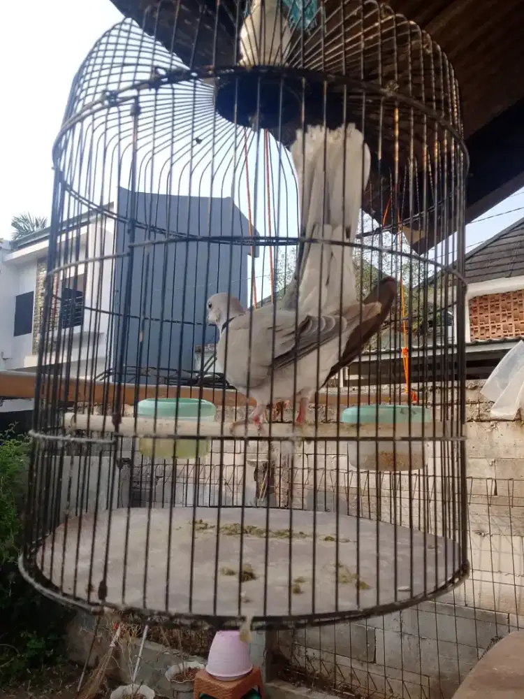 Burung puter lokal