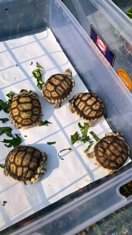 Kura darat Sulcata baby Sehat Rakuss