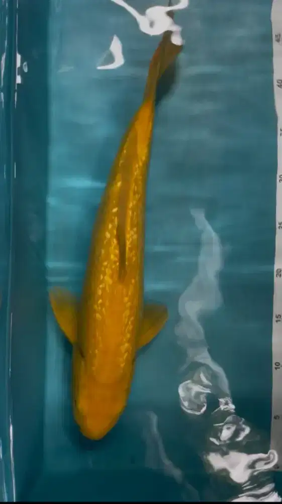 ikan koi  karasi ginrin 40cm