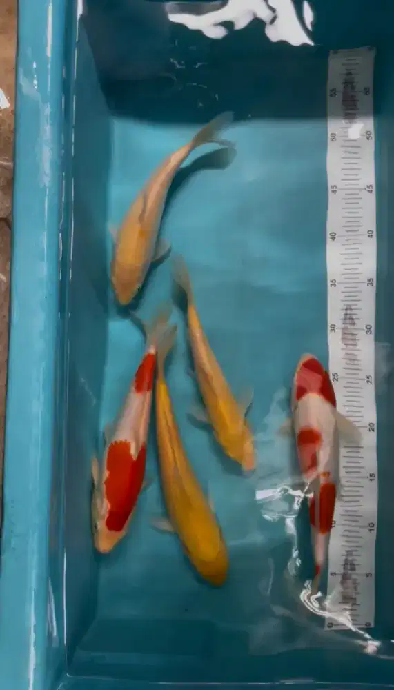 ikan koi paket 5 ekor, kohaku dan karasi