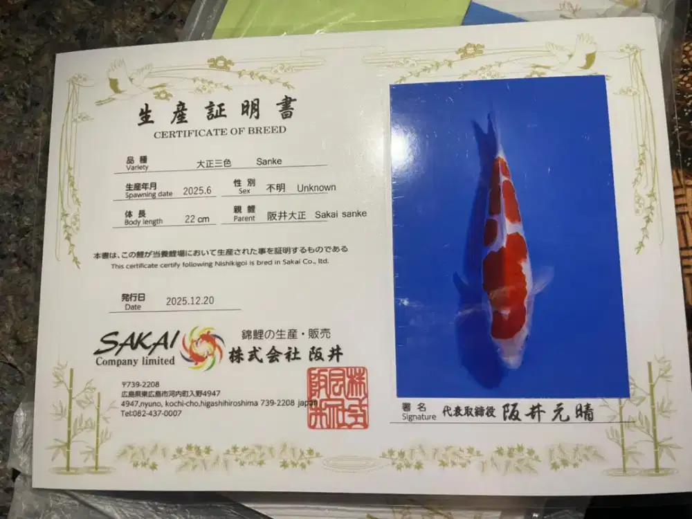 ikan koi sanke import 26cm