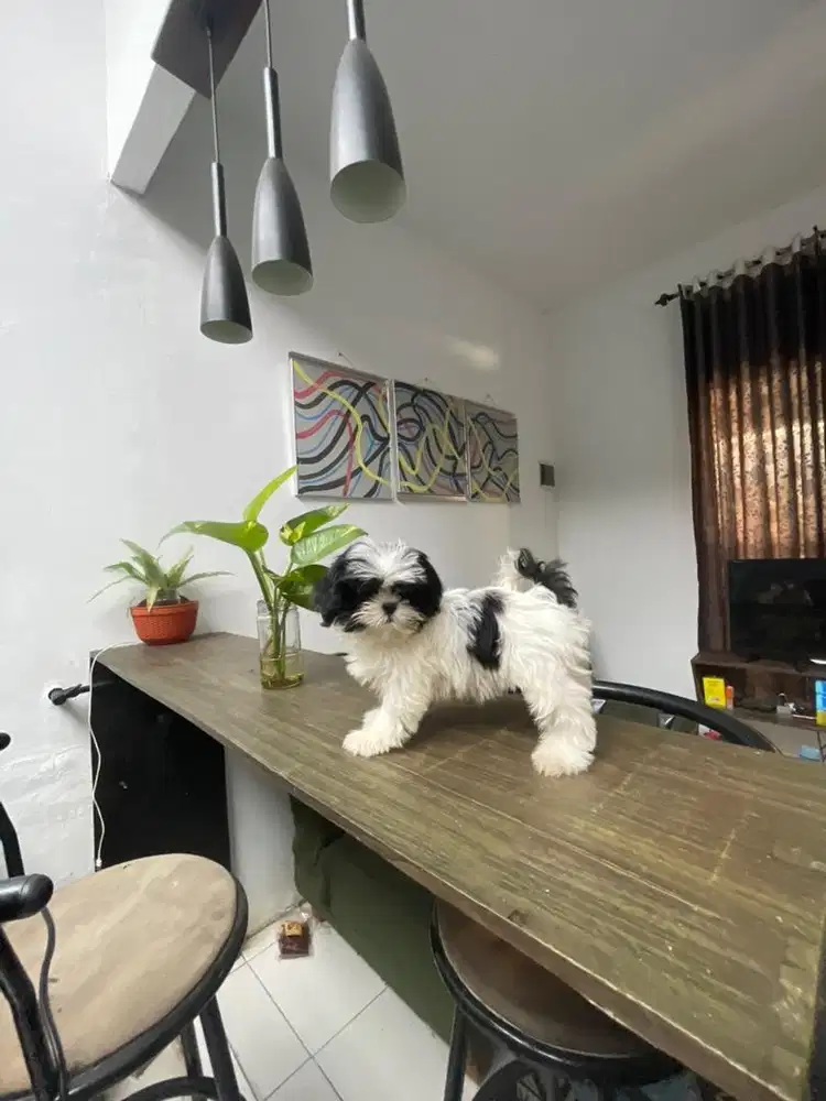 Shihtzu diborongkan 6 ekor