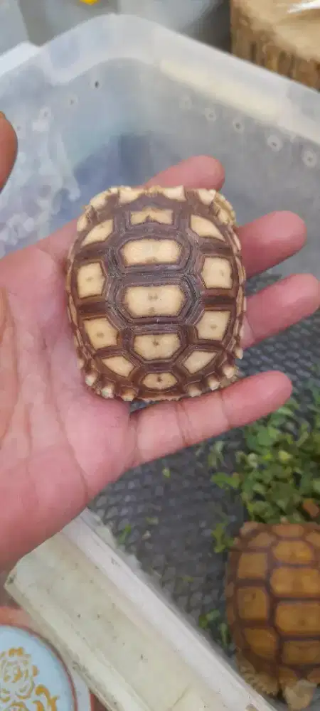 Sulcata anakan lucu imut