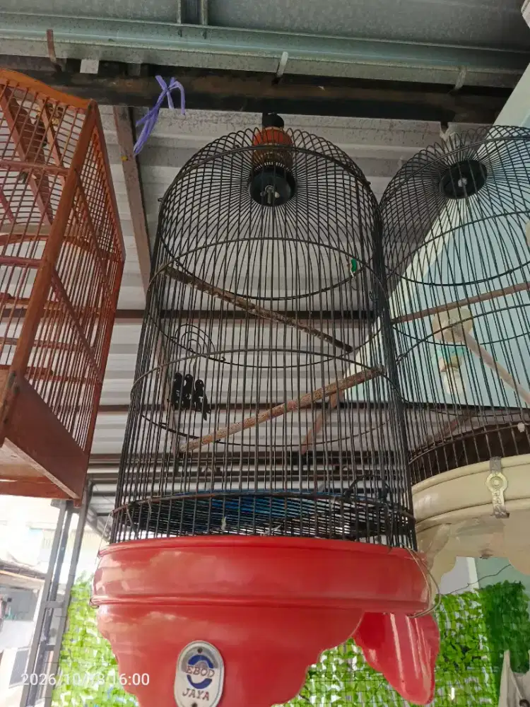 Kandang lovebird ebod