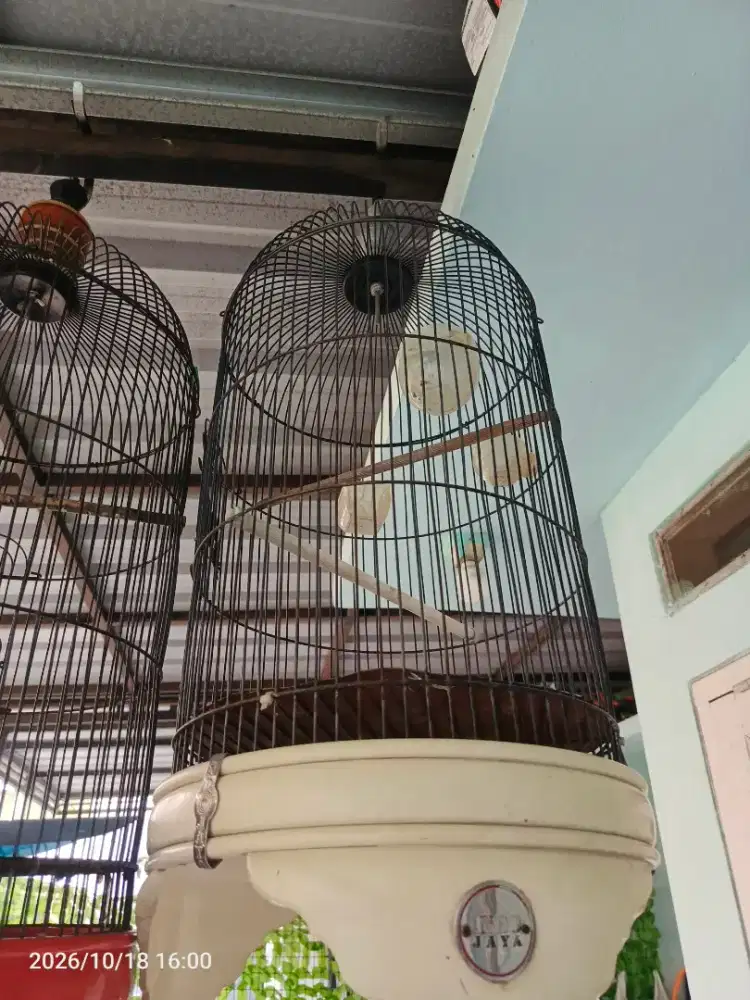 Kandang lovebird indo jaya