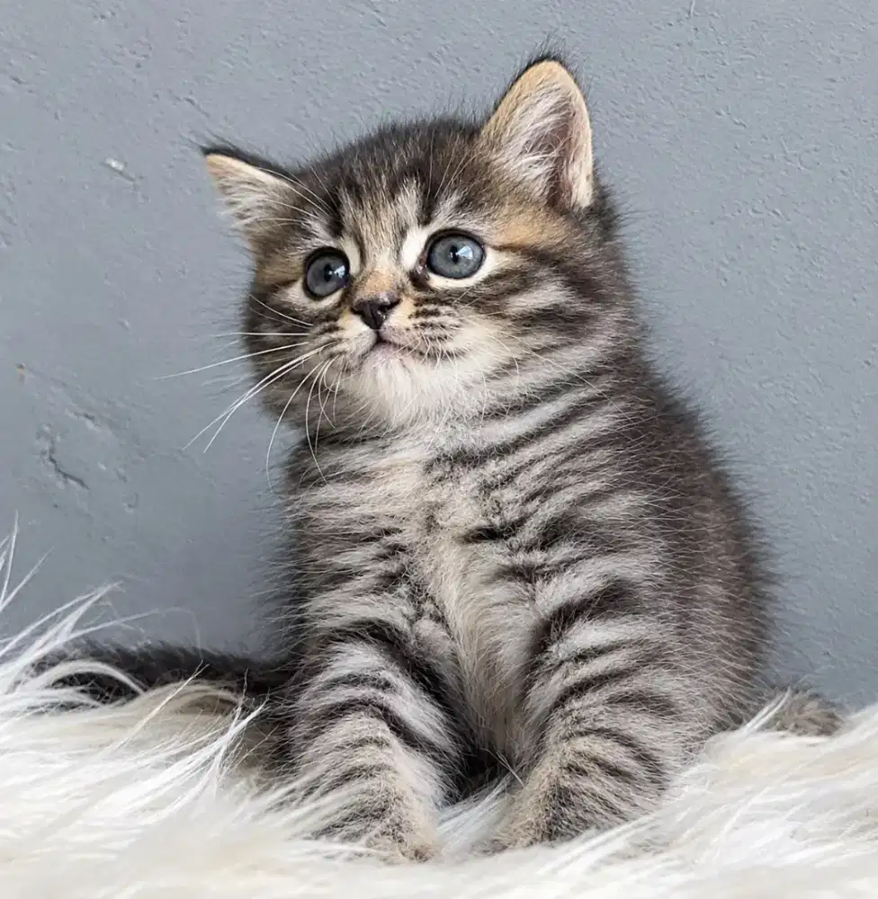 Persia tabby gembul