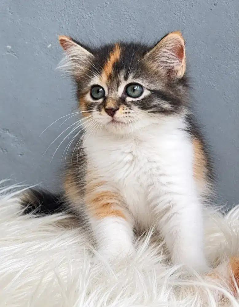 Persia calico gembul