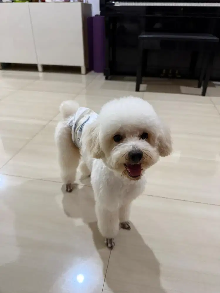 Poodle putih cakep