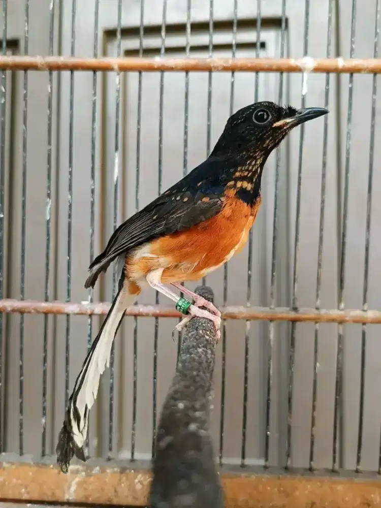trotol murai medan jantan trah bahorok