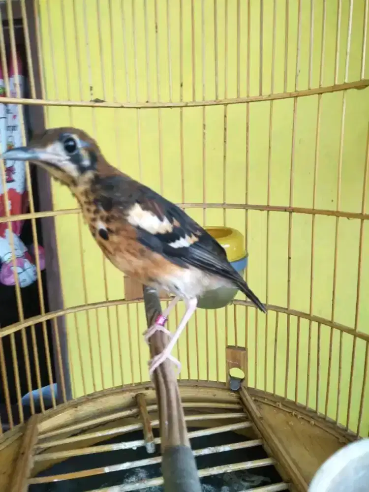trotol anis kembang jantan riwikan