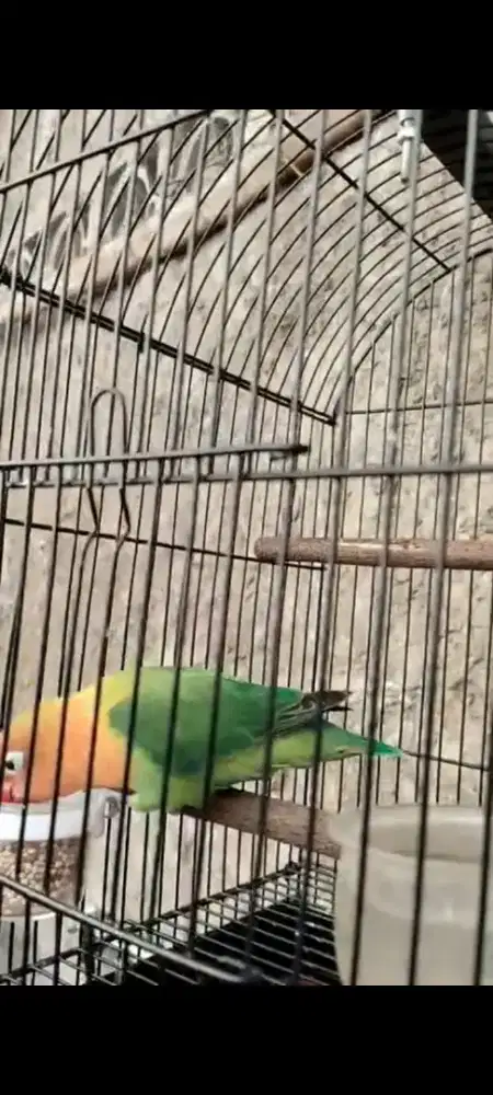 Lovebird biola 7 blm