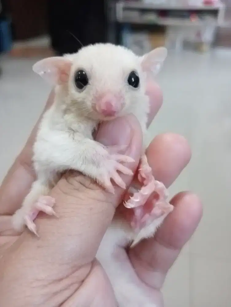 Sugar Glider Joey Short Tail Betina Leucistic het cremino