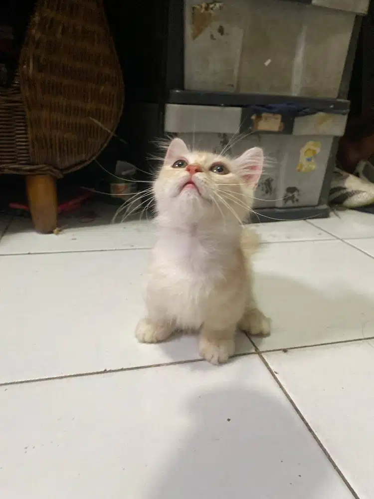 KUCING MUNCHKIN JANTAN