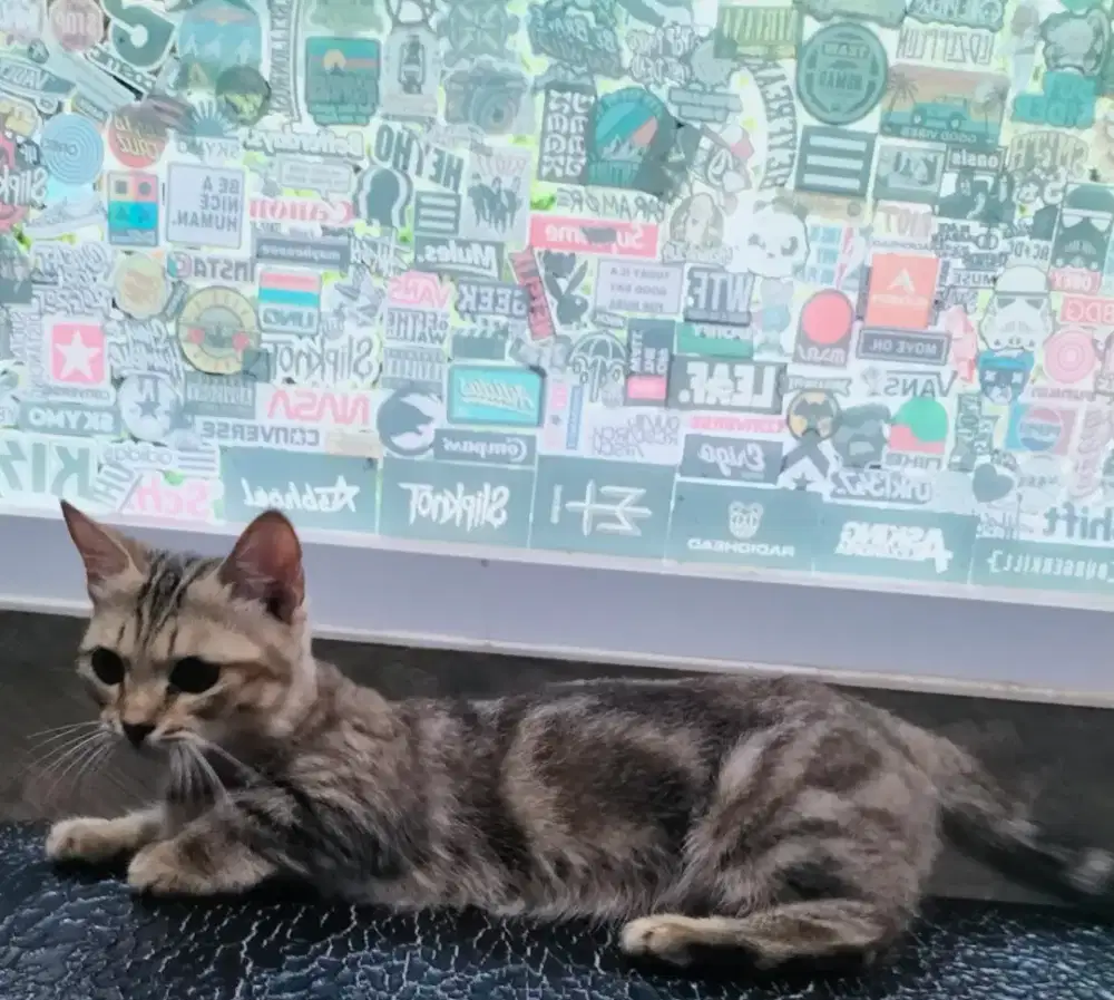 Kucing Munchkin marble betina 6 bulan
