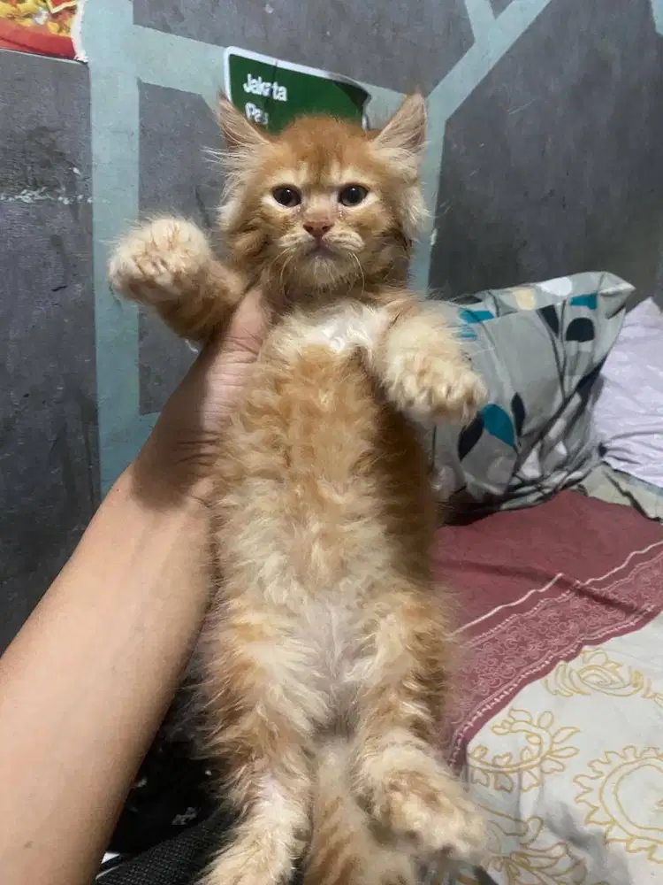 Kucing Munchkin NS