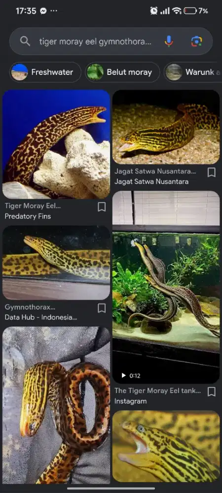 Fresh water Moray Tiger eel gymnatorax polyuranodon