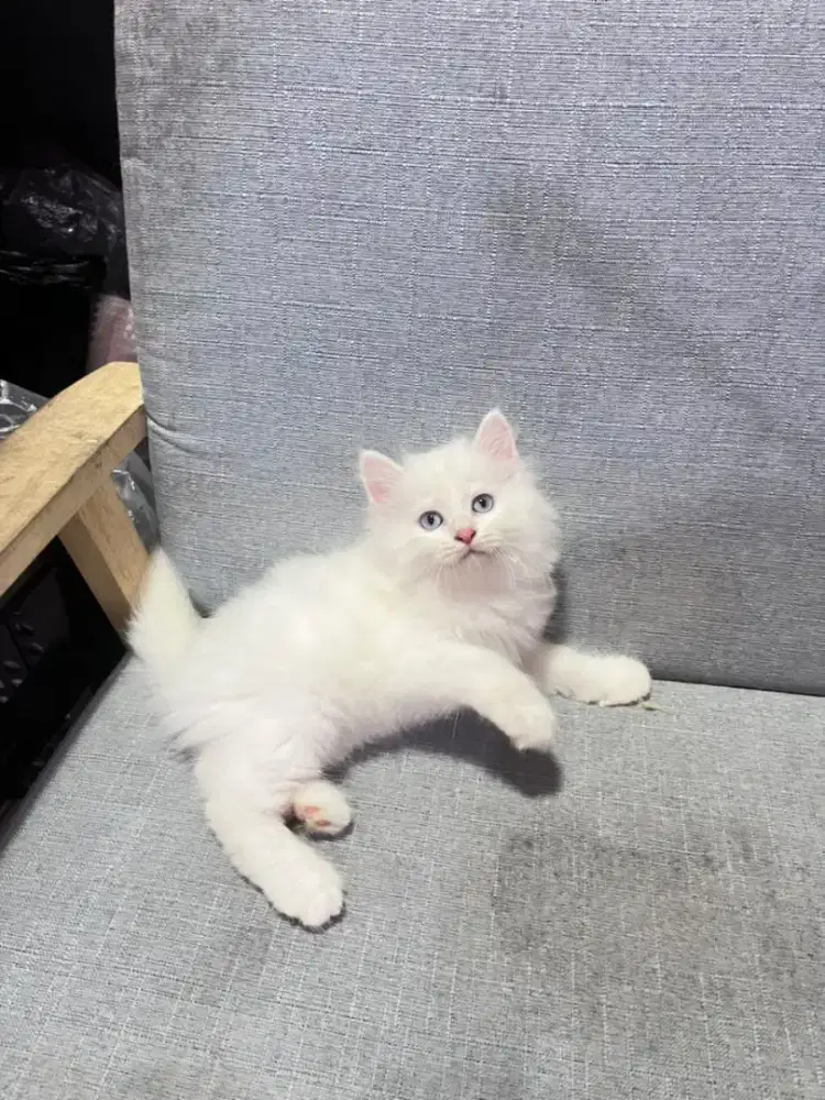 kucing kitten anakan anggora ragdoll persia mainecoon himalaya