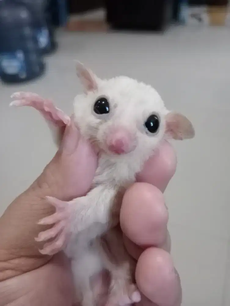 Sugar glider short tail Joey Jantan Leucistic het cremino
