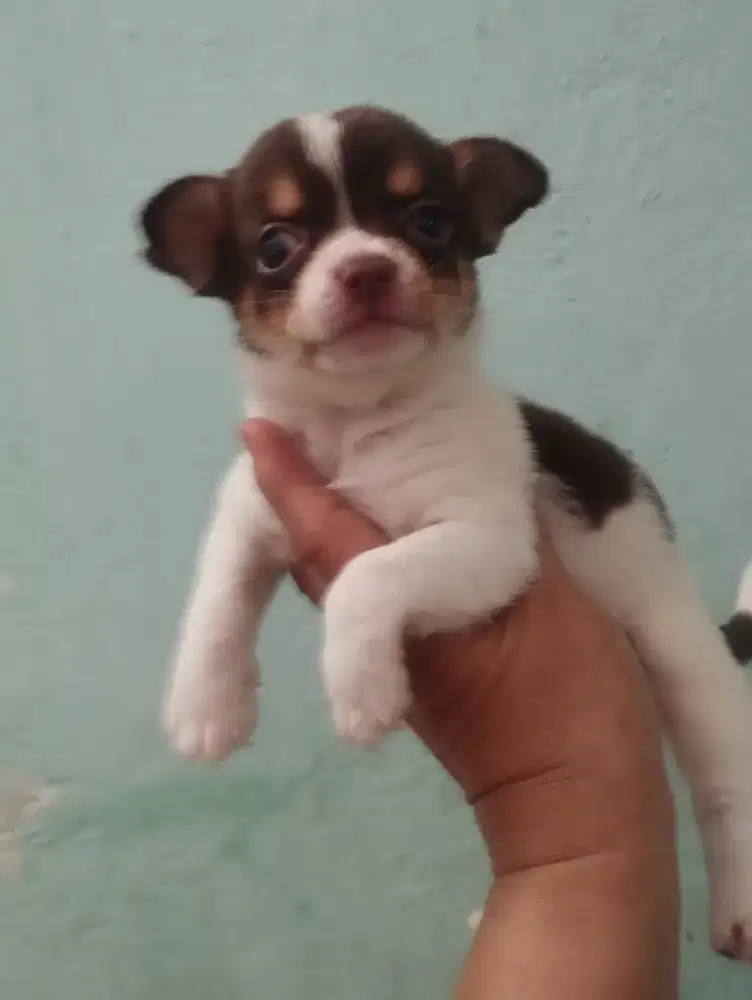 Sale anakan chihuahua ( nego)