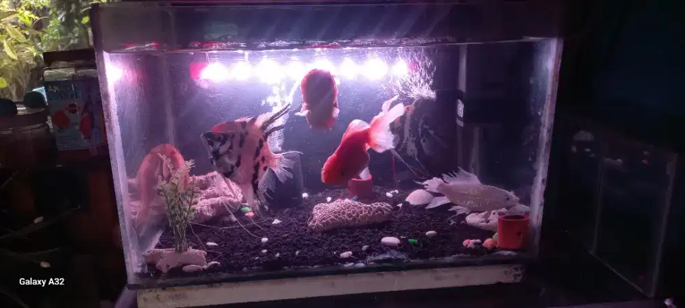 Aquarium komplit +ikan