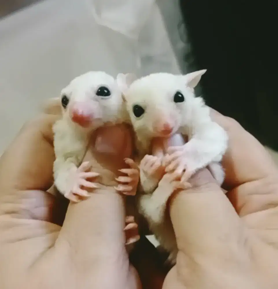 Sugar glider 1pasang ekor pendek leucistic het cremino