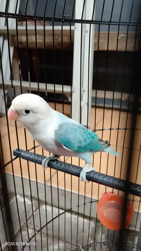 Lovebird Balibu