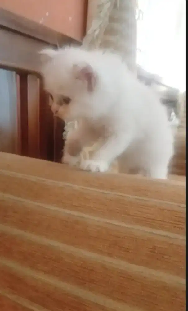 Kucing kitten Ragdol 2bln Jantan