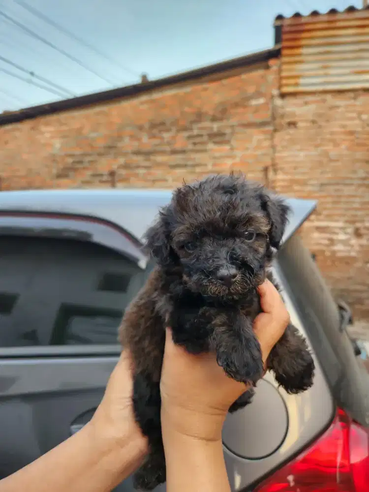Pure poodle hitam jantan betina usia 1 bulan