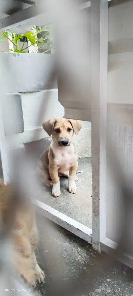 Adopsi anjing kampung 5 bulan