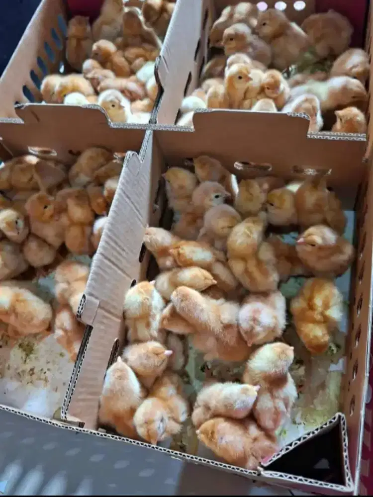 DOC ANAK AYAM PETELUR BANDUNG SIAP ANTAR