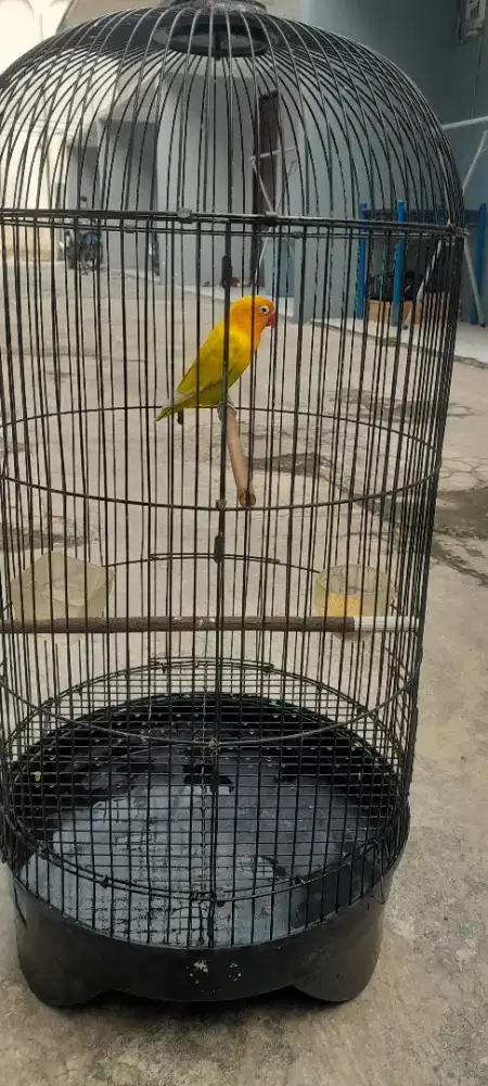 Love bird LB ngekek