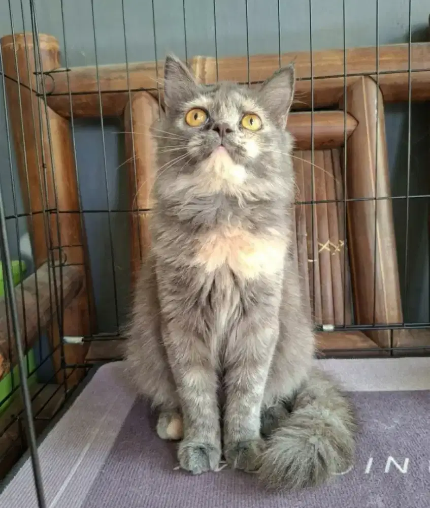 kucing anggora/ kitten persia betina/kucing persia betina