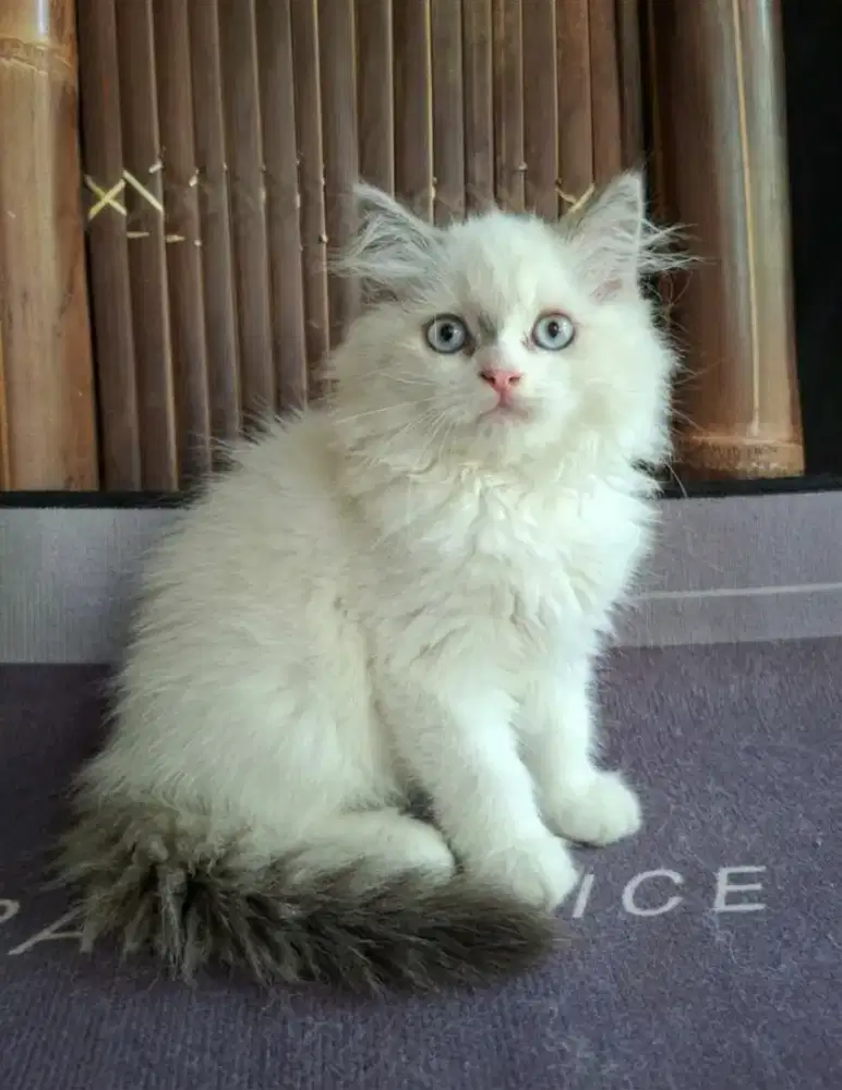 kucing mix ragdol/kitten ragdol  betina/ kucing himalaya ragdol betina