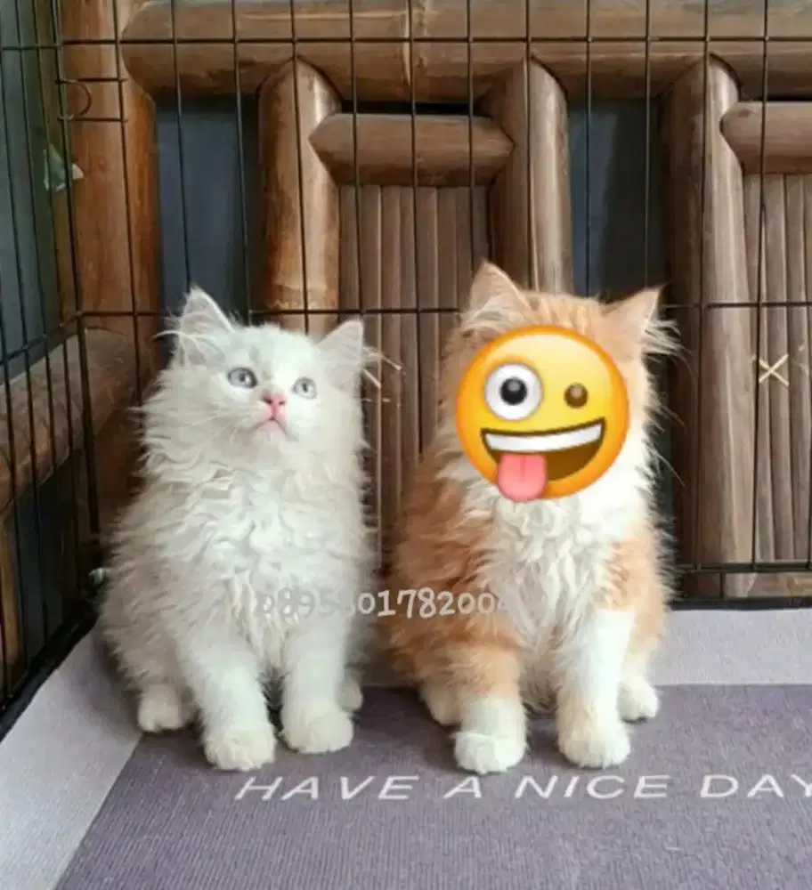 Kucing persia flatnose /kitten persia betina /kucing  oren betina