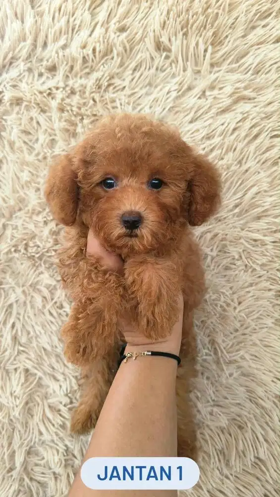 Poodle 2 jantan 2 betinaa