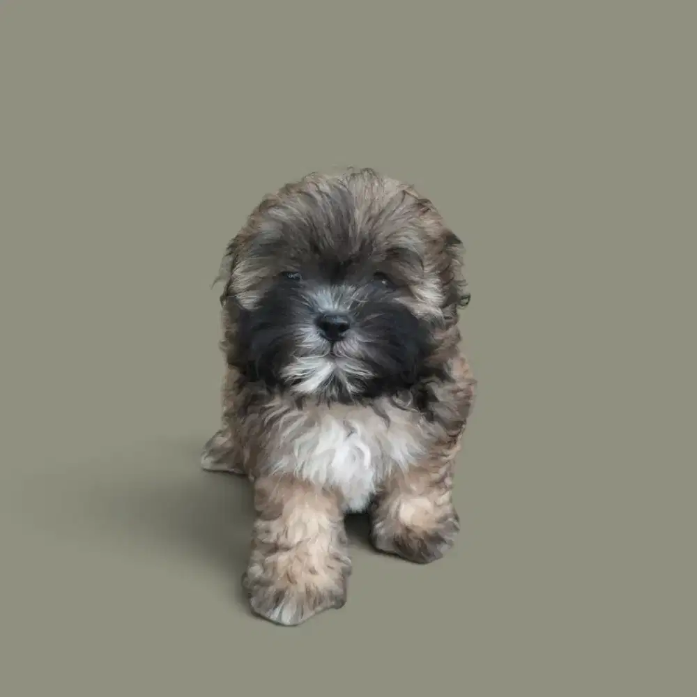 SHIHTZU MIX POODLE PUPPY