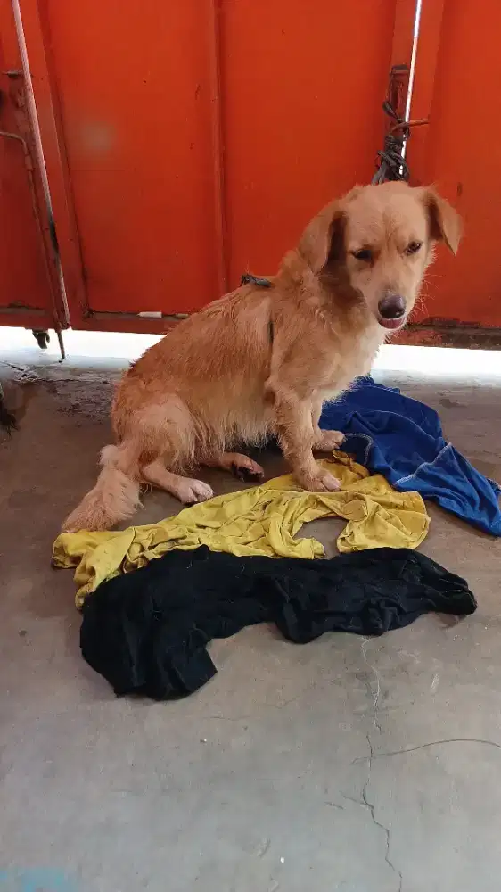 Jual anjing GOLDEN RETRIEVER