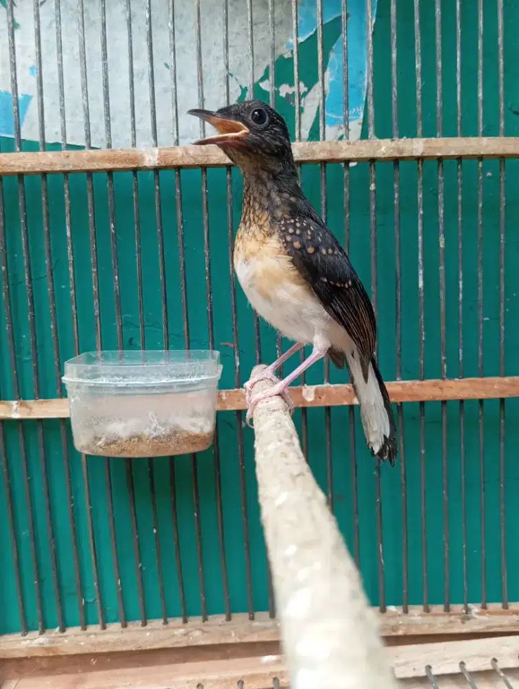 Murai Batu Medan Bahorok Blorok Jantan Trah Prestasi Ekor Panjang